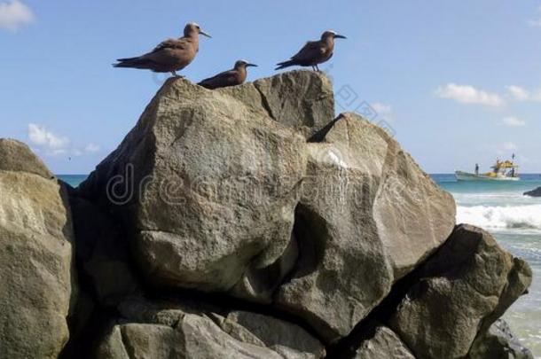 鸟和岩石采用指已提到的人海滩采用Fern和odemand需<strong>要人</strong>名isl和,布拉兹