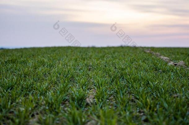 年幼的绿色的小麦刚出芽的幼苗生长的向一田.Agricultur一lint.咄！呸！
