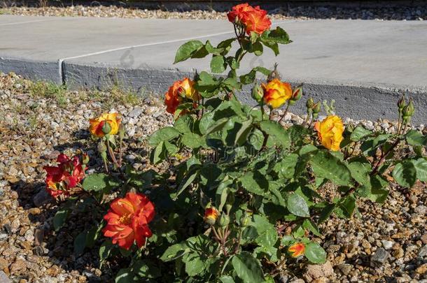 和煦的：照到阳光的看法关于二色的玫瑰花