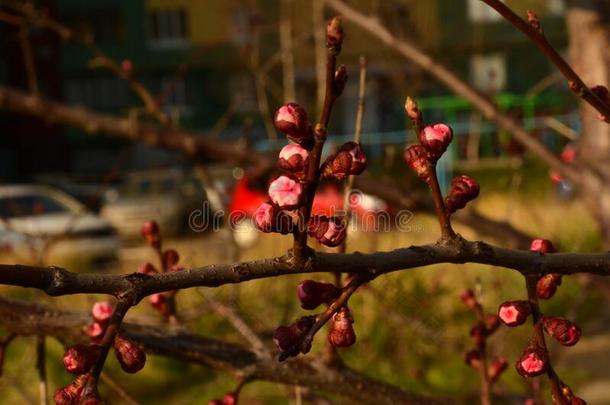 芽关于一杏树关-在上面春季花.健康的日常饮食一d