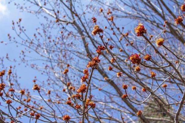 树顶看法关于<strong>新兴</strong>的红色的枫树槭属植物红核花和芽