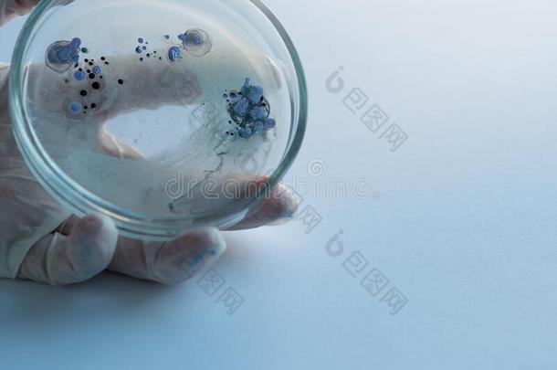 研究关于病毒和细菌,研究员保存一petroleum石油盘