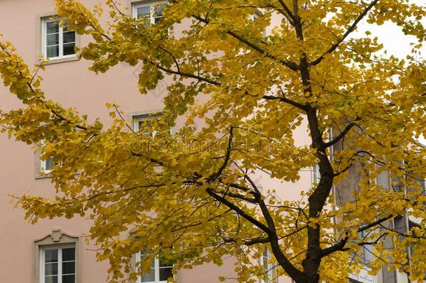 银杏树银杏树和黄色的树叶.粉红色的建筑物采用指已提到的人背