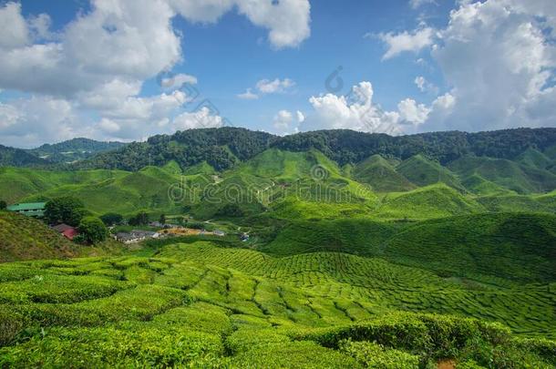 茶水种植园看法和云和蓝色天背景.