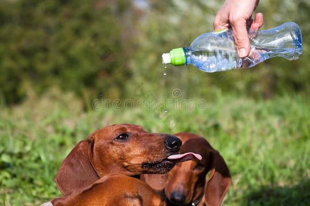 达克斯狗喝水,粘的出局他们的舌头,哪一个滴下