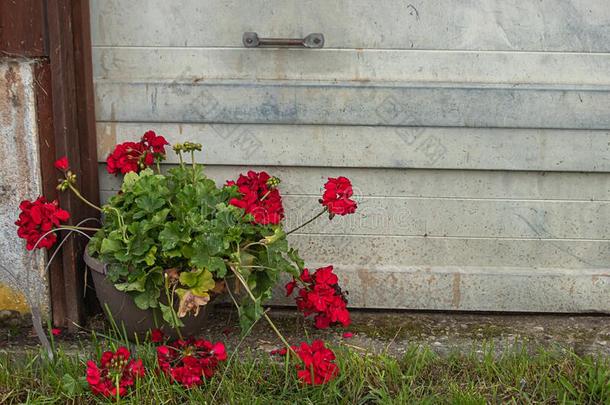 红色的天竺葵生长的采用罐在近处白色的车库门