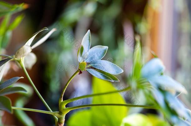 特写镜头向多叶的室内植物am向g别的多叶的室内植物s