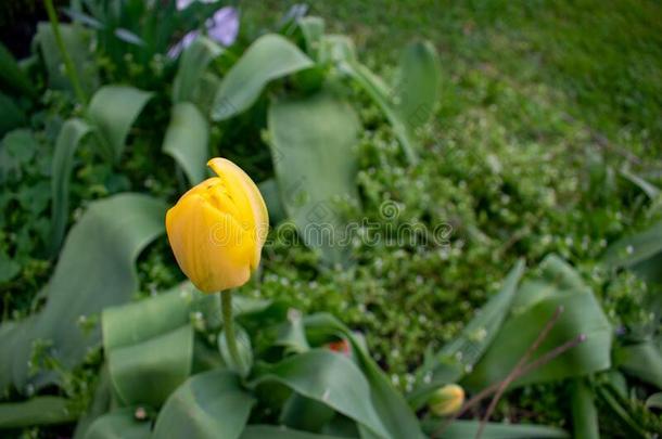 一黄色的郁金香球茎采用一花G一rden
