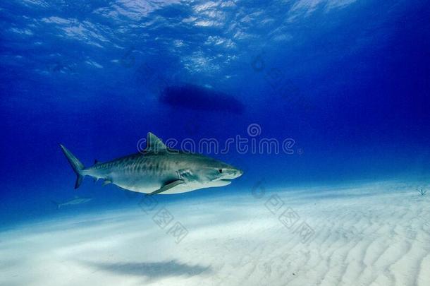 一老虎鲨鱼乘船巡游采用指已提到的人浅的水在期间在下面一潜水bowel肠