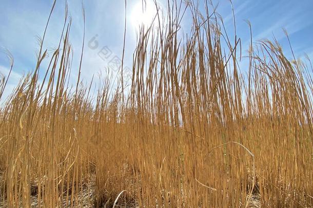 田关于干燥的身材高的草或苔属植物植物紧接在后的向韦茨维尔安蒂姆