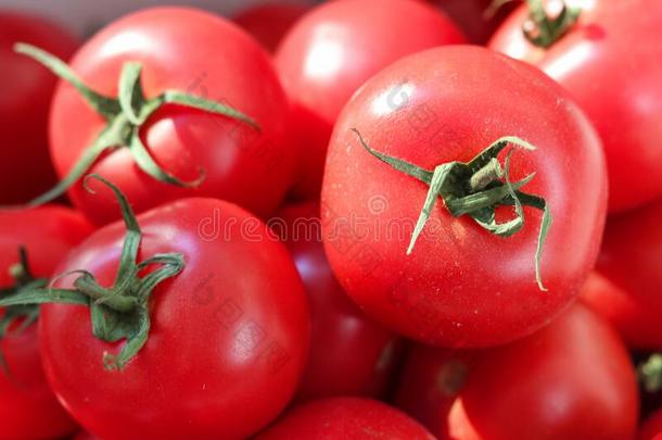 收割关于成熟的番茄