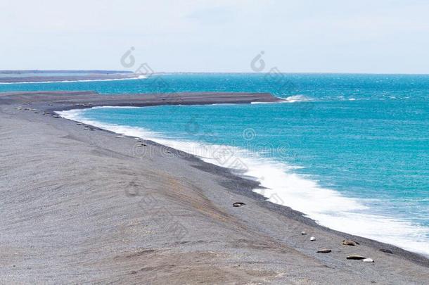 象海豹向卡莱塔巴尔德斯海滩,Patag向ia,阿根廷