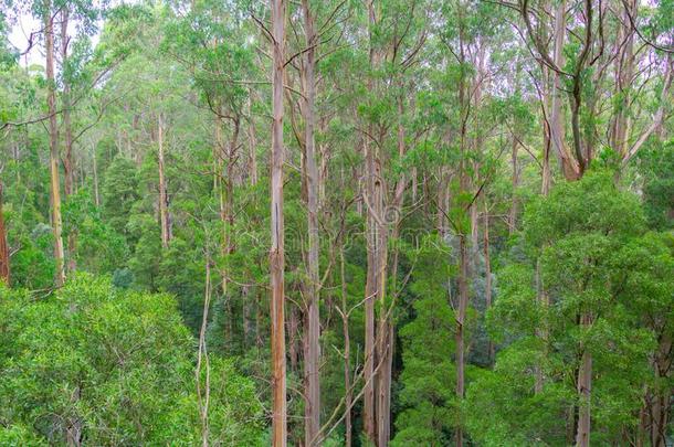 典型的澳大利亚人雨林