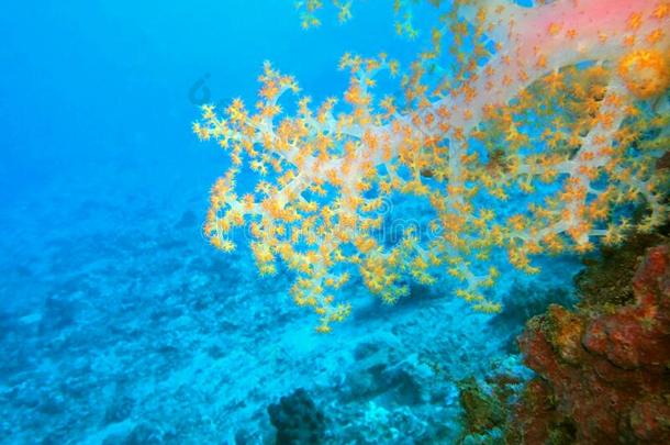 软的珊瑚