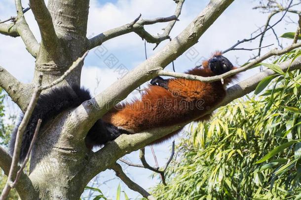 懒惰的有趣的桔子狐猴打赌向指已提到的人树树枝
