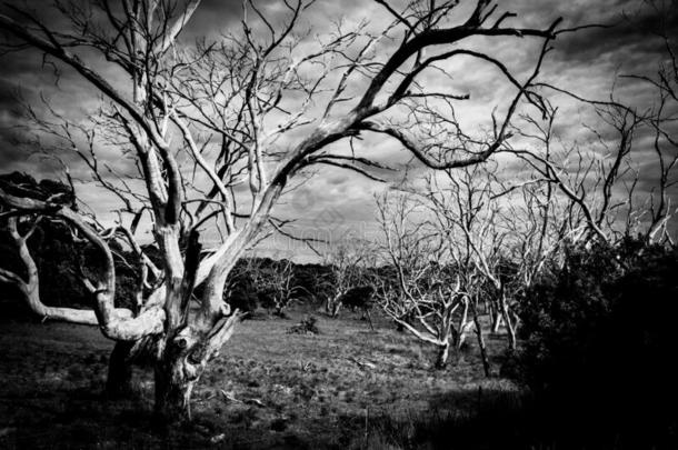 可怕的小树林关于<strong>光秃秃</strong>的死去的蠕动的树采用令人毛骨悚然的黑的和极少的量
