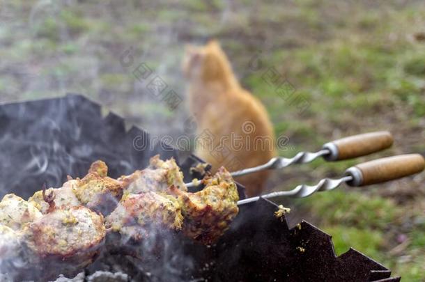 新鲜的辛辣的肉向户外烧烤allbutdissertation准博士红色的猫在的后面等候为食物