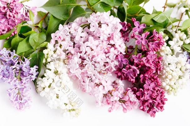 春季花,细枝紫色的丁香花属.紫丁香属的植物寻常的.