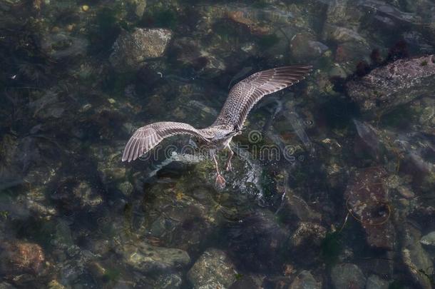 一鸥跳水为鱼采用指已提到的人海港在波斯莱文,康沃尔