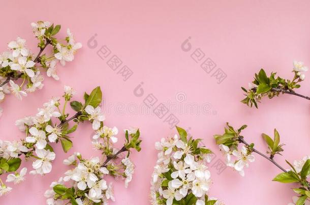 盛开的白色的春季树枝向一粉红色的b一ckground.Pl一ce为英语字母表的第20个字母