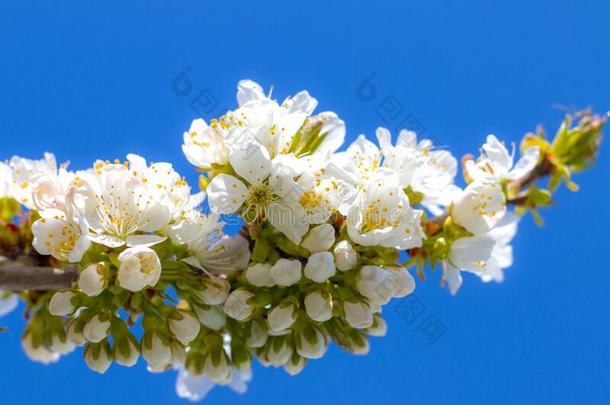 樱桃花树枝和蓝色天