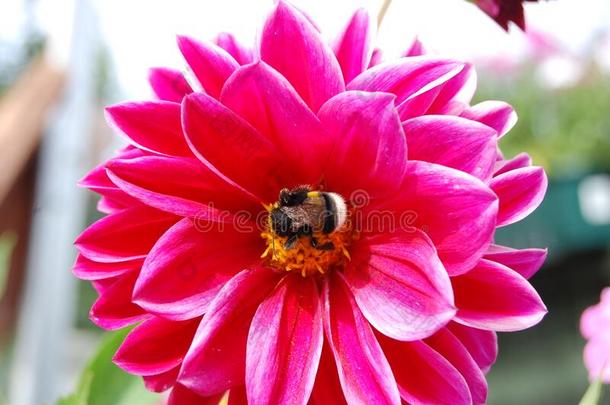 犯错误蜜蜂收集花粉从红色的大丽花花