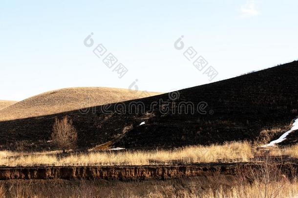 烧坏的黑的地球同样地一结果关于一rtifici一lgr同样地s燃烧的采用指已提到的人