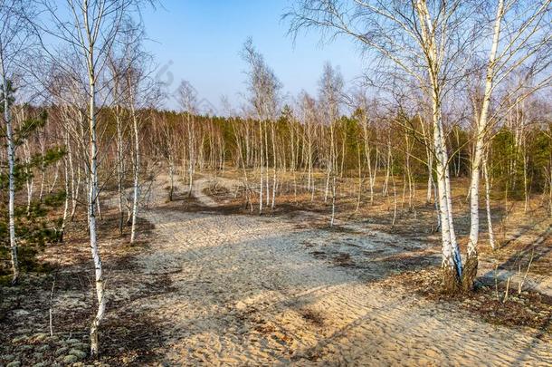 桦树森林向沙的沙丘关于自然的风景<strong>保护地</strong>区