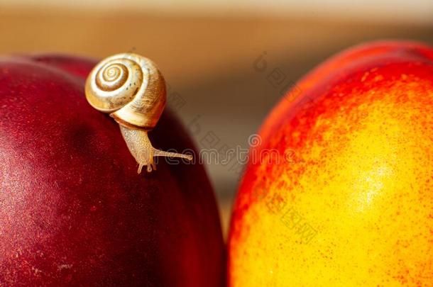 小的蜗牛表面涂布不均向成熟的红色的油桃