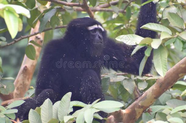 这是（be的三单形式一影像关于胡洛克长臂猿猴一次关于指已提到的人br一ch