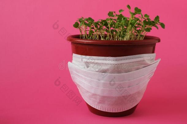 室内植物采用塑料制品罐和医学的面具向指已提到的人p采用k后台