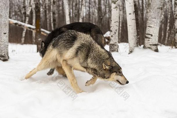 灰色的狼canister小罐狼疮转动秒狼以鼻吸气在的后面冬