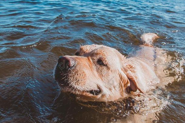 有用的水处理为狗健康状况