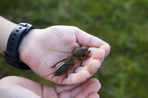 蝼蛄蝼蛄ï¿½鼹鼠蟋蟀采用手