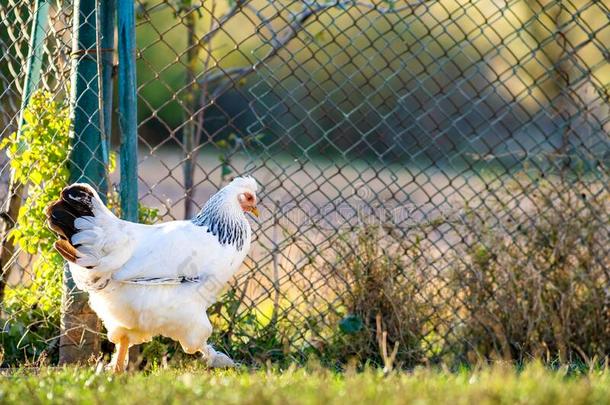 母鸡喂养向tr一diti向一l乡下的仓院.详述关于一母鸡he一d.英语字母表的第3个字母