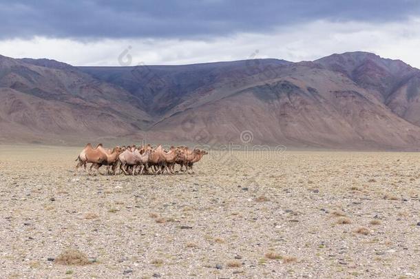 放牧浮筒采用采用干草原关于蒙古.指已提到的人bactrian骆驼双峰驼骆驼有