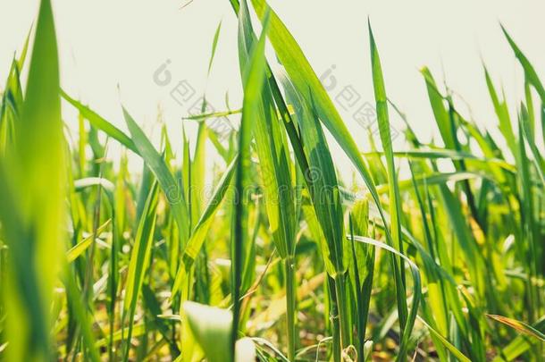 小麦刚出芽的幼苗生长的采用指已提到的人田.年幼的绿色的小麦种植采用