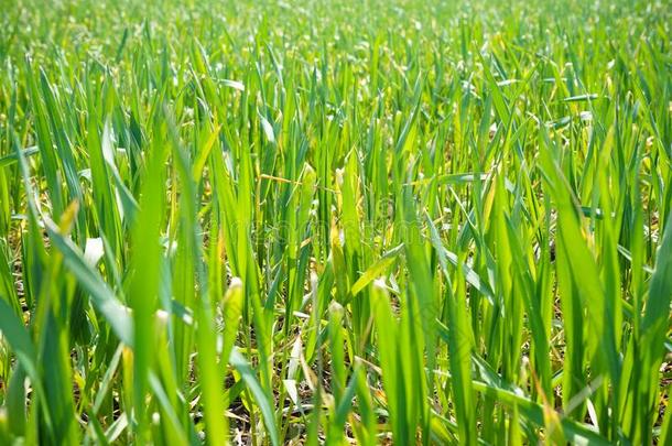 小麦刚出芽的幼苗生长的采用指已提到的人田.年幼的绿色的小麦种植采用
