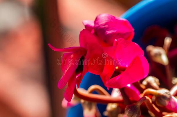 粉红色的盆栽的樱草属植物白花蛇舌草紫癜