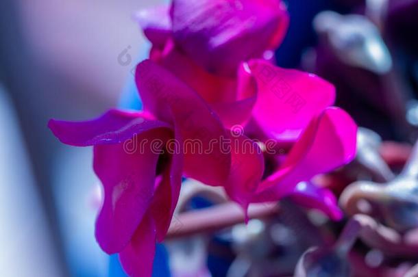 粉红色的盆栽的樱草属植物白花蛇舌草紫癜