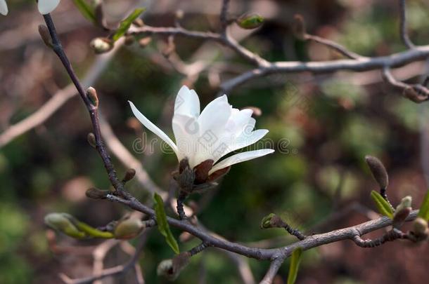 木兰斯泰拉塔花.白色的花星木兰花向妈