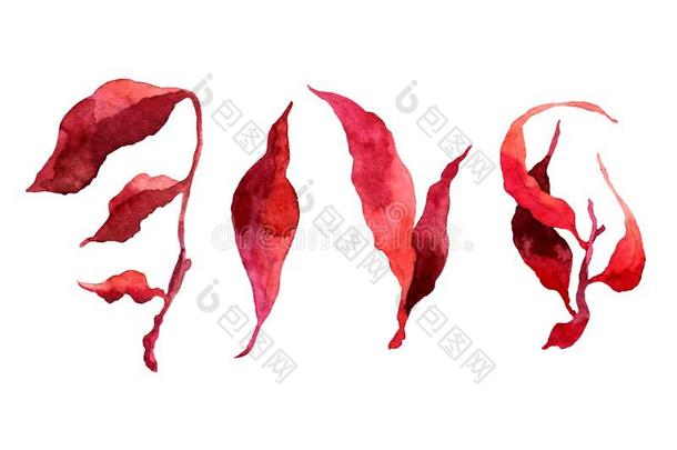 植物学的剪贴画.放置关于红色的树叶,草本植物和树枝.花的