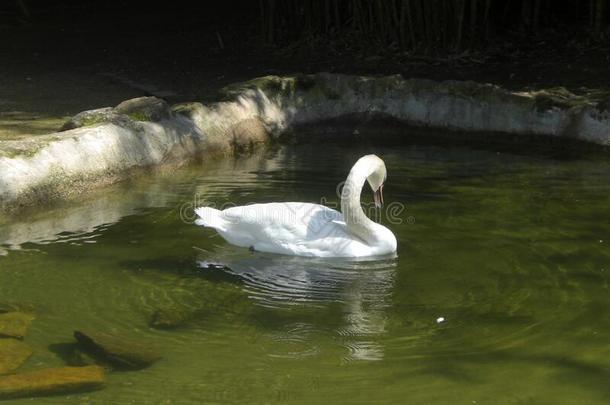 白色的天<strong>鹅</strong>游泳采用池塘