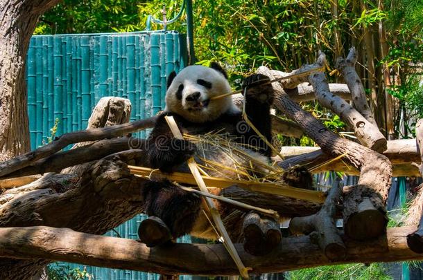 熊猫吃竹子采用指已提到的人动物园