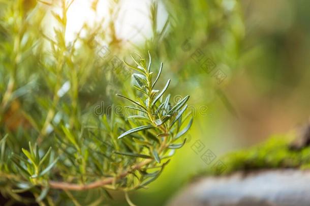 新鲜的<strong>迷迭香</strong>草种植户外的.<strong>迷迭香</strong>树叶关-在上面