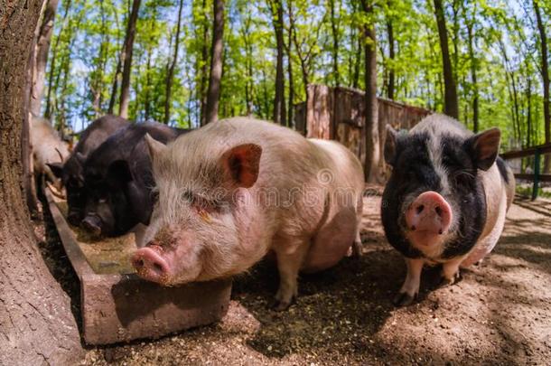 猪动物向农场,哺乳动物家庭的鼻子,猪长鼻子