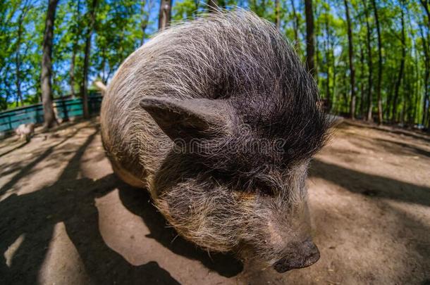 猪动物向农场,哺乳动物家庭的鼻子,漂亮的长鼻子