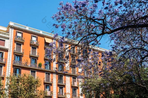 紫色的开花树采用指已提到的人中心关于<strong>巴塞罗那城市</strong>