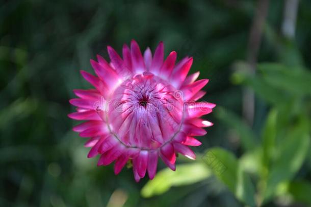 num.<strong>一生</strong>动的粉红色的干菊花小苞片花,大家知道的同样地金色的ElSalvor萨尔瓦多