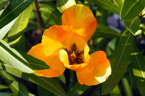 富有色彩的黄色的桔子荷兰人的敞开的郁金香花和绿色的叶子英语字母表的第2个字母